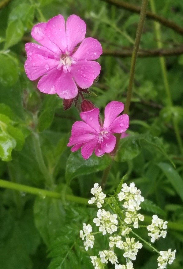 Summer Rain on wildflowers